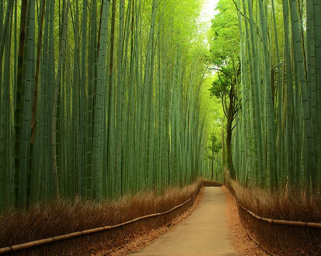 Bamboo-Forest-Japan