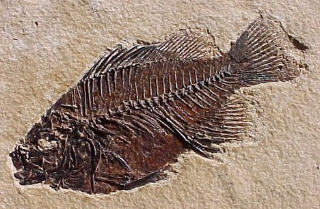 Fossil-Fish