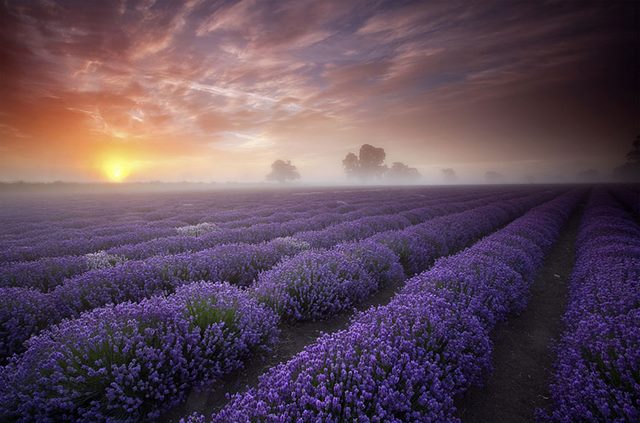 Lavender-Fields-UK-and-France
