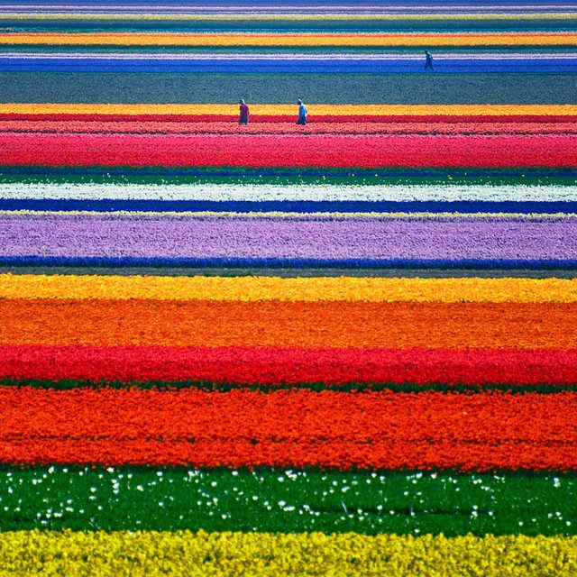 Tulip-Fields-in-Netherlands