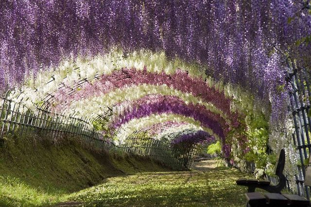 Wisteria-Flower-Tunnel-in-Japan