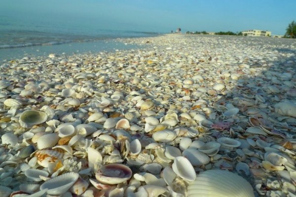 sanibel-shell-22